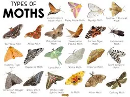 Does k/sum/ have any insects that don't drive them..